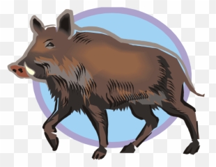Hog Clipart Common Animal - Wild Boar Pig Clipart Png,Warthog Png