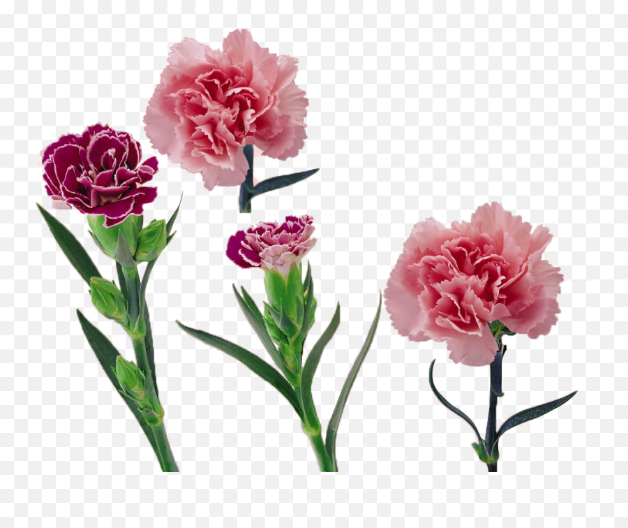 Red Carnation Png - Royalty Free Library Carnation Vector Free Red Carnation Vector,Carnation Png