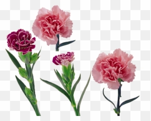 Red Carnation Png - Royalty Free Library Carnation Vector Free Red Carnation Vector,Carnation Png