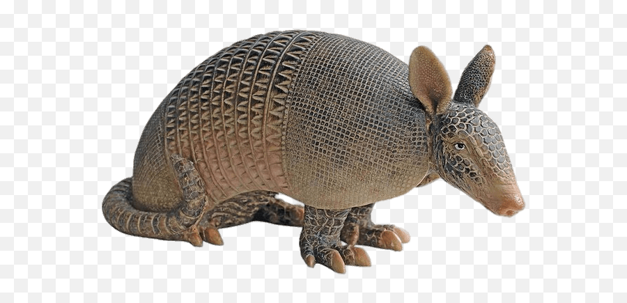 Armadillo Garden Statue Transparent Png - Real Picture Of Armadillo,Armadillo Png