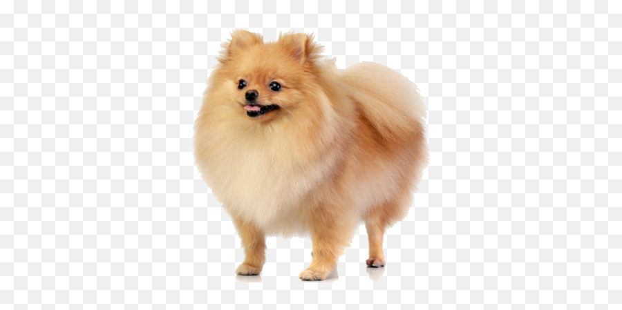Pomeranian Facts And Information - Pomerania Color Champagne Png,Pomeranian Png