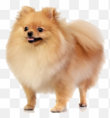 Pomeranian Facts And Information - Pomerania Color Champagne Png,Pomeranian Png
