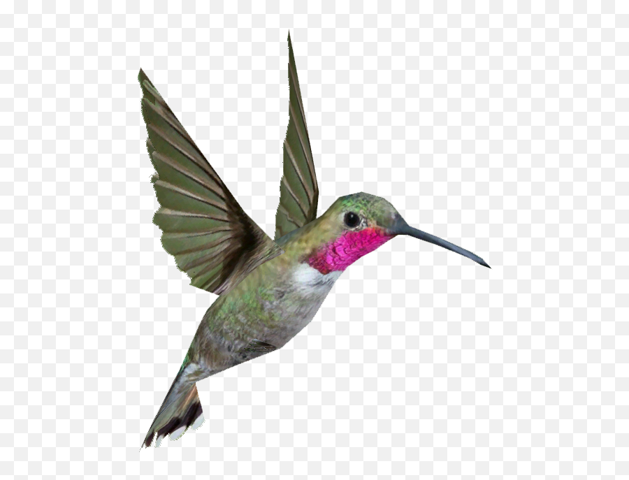 Hummingbird Png Background Image - Ruby Throated Hummingbird Png,Hummingbird Png