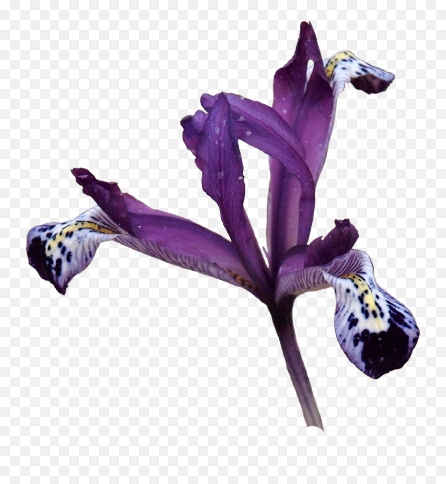 Save Hi Res - Netted Iris Png,Iris Flower Png