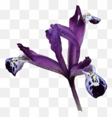 Save Hi Res - Netted Iris png