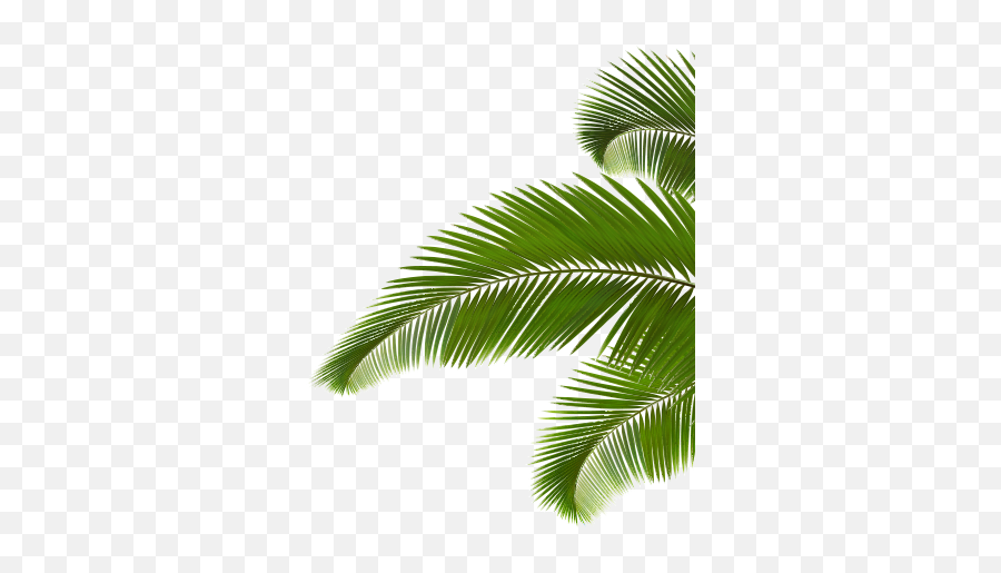 Ed - 10 Png V74 Images Palm Branch Coconut Leaves,Palm Tree Leaves Png