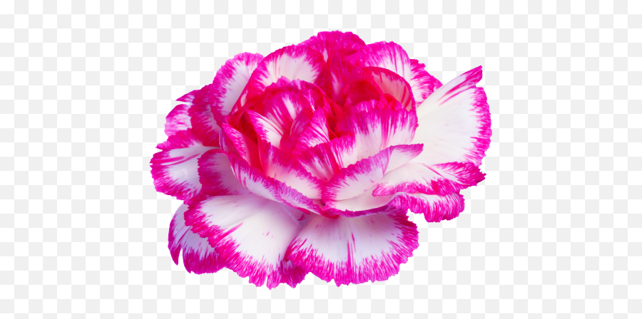 Download Carnation - Transparent Tumblr Posts Carnations Background With Transparency Png,Tumblr Flowers Transparent