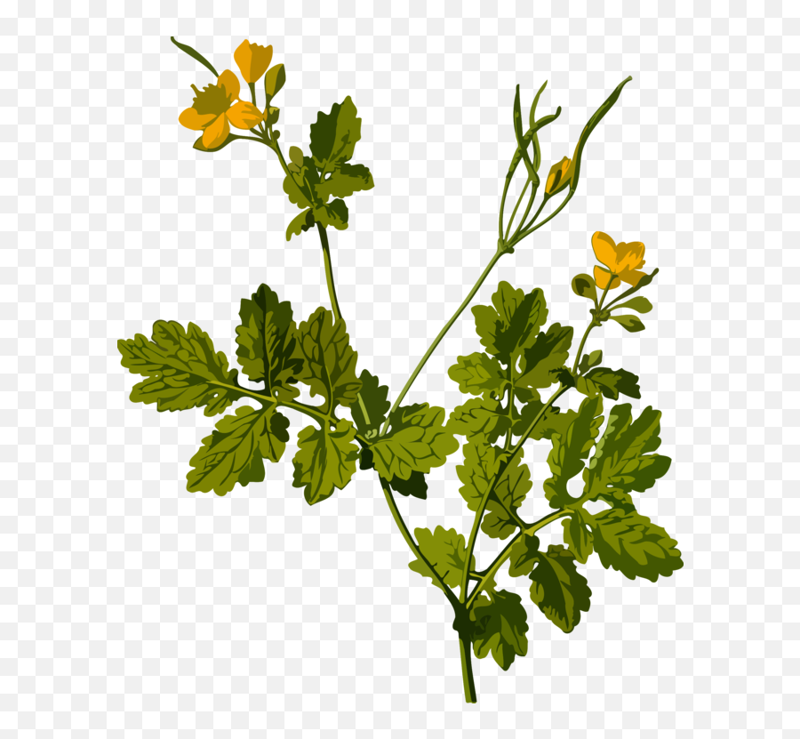 Plantflowerleaf Png Clipart - Royalty Free Svg Png Remove Expectation From People,Parsley Png