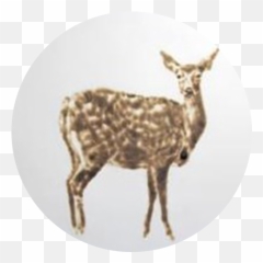 Spotted Deer - Chital png