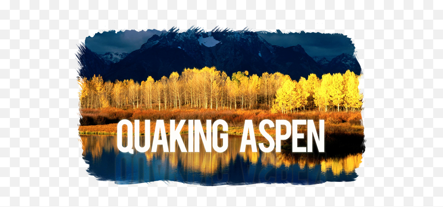 Healthcare Needs A Quaking Aspen - Quaking Aspen Utah State Tree Png,Aspen Tree Png