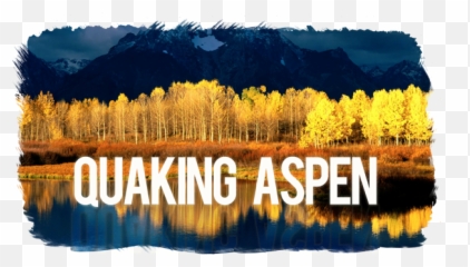 Healthcare Needs A Quaking Aspen - Quaking Aspen Utah State Tree Png,Aspen Tree Png
