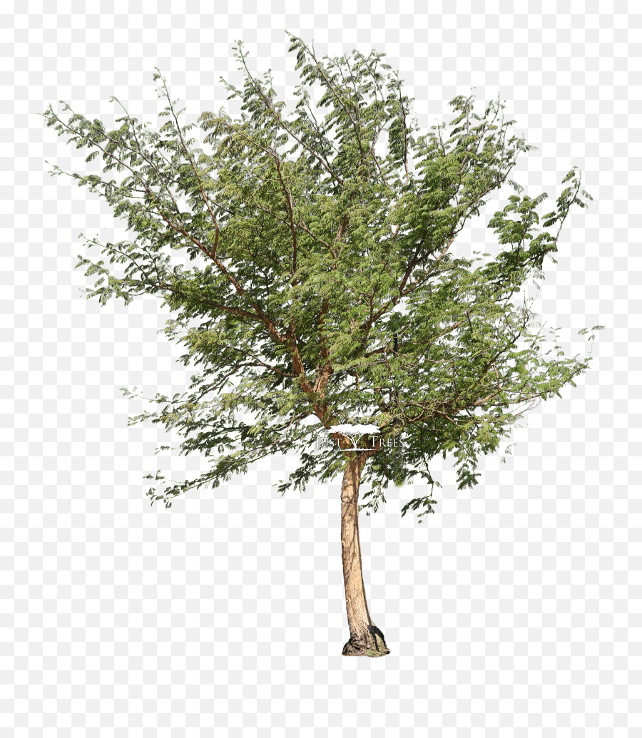 Acacia Tree Png Hd Download - River Birch,Acacia Tree Icon