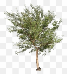 Acacia Tree Png Hd Download - River Birch,Acacia Tree Icon