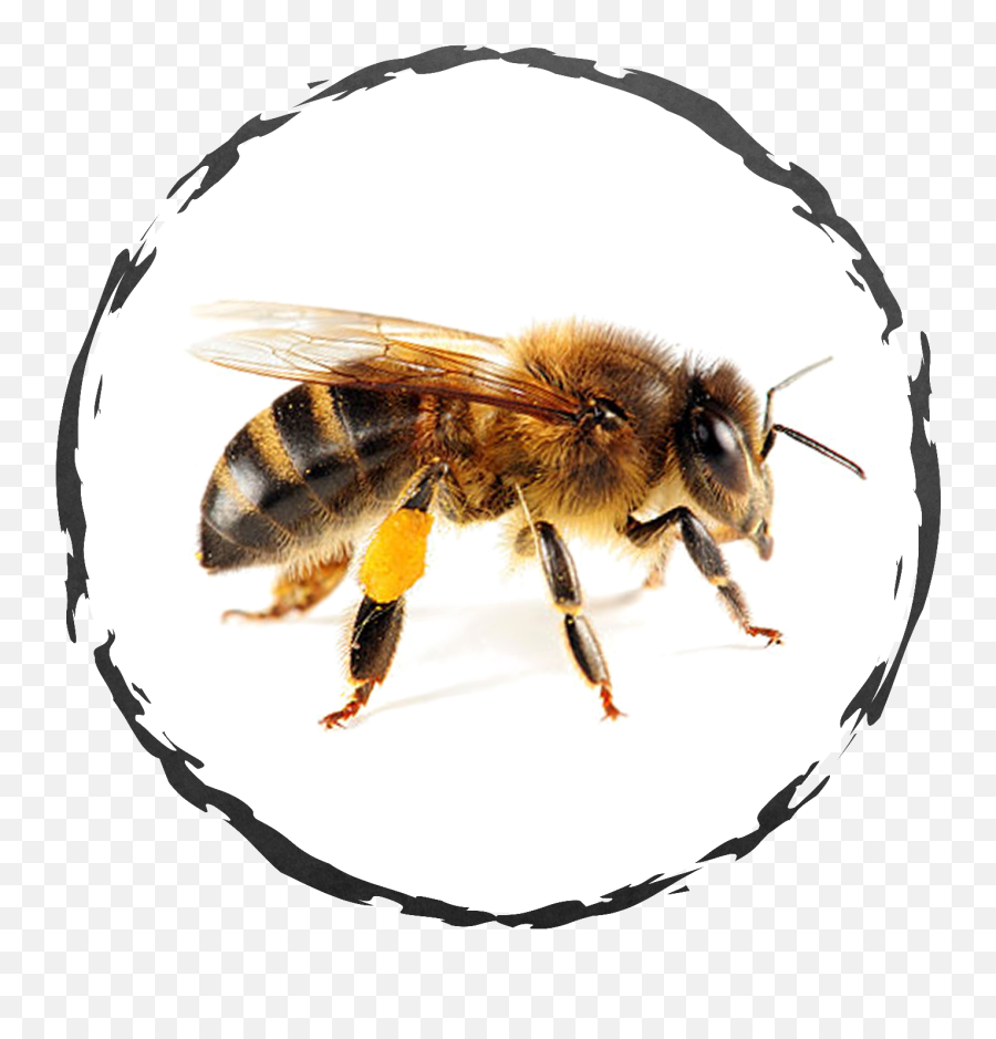 Exodus Exterminating - Bees Exodus Exterminating Inc Bee Insect Png,Bumblebee Icon