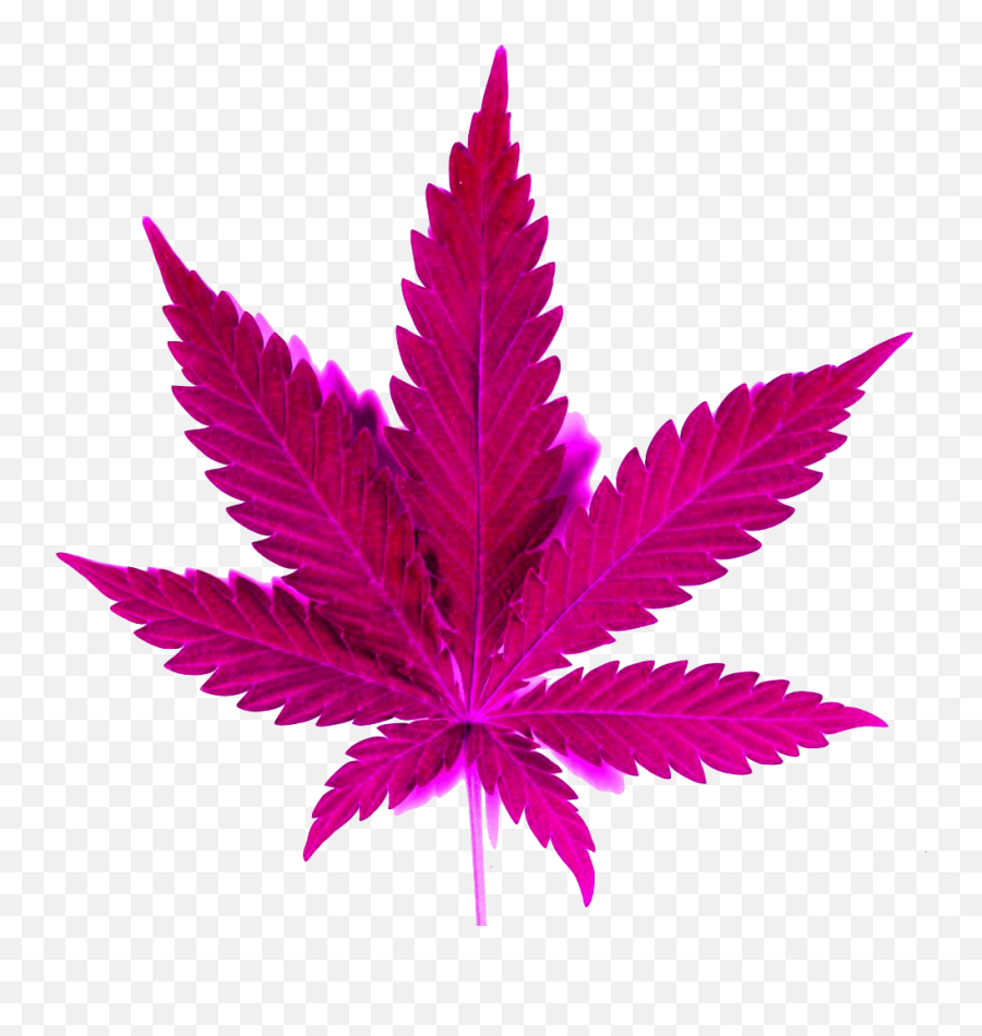Weed Png - Marihuana Png,Potleaf Icon