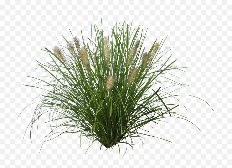 Ozbreed Grass Varieties - Pennisetum Png,Grasses Png