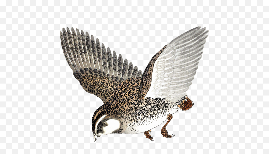 Quail In Flight Free Stock Photo - Public Domain Pictures Vliegende Kwartel Png,Quail Icon