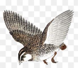 Quail In Flight Free Stock Photo - Public Domain Pictures Vliegende Kwartel png