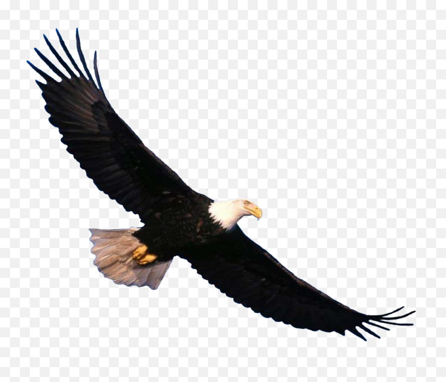 Eagle Png Image - Eagle Png,Bald Eagle Transparent