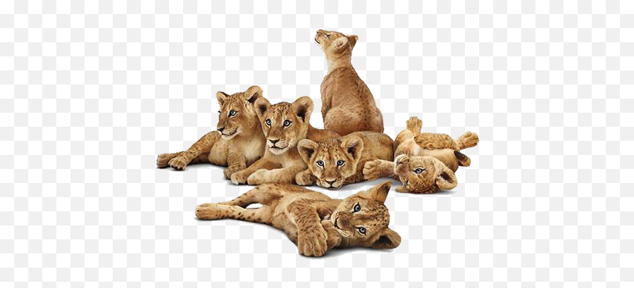 Lioness - Transparent Lion Cub Png,Lioness Png