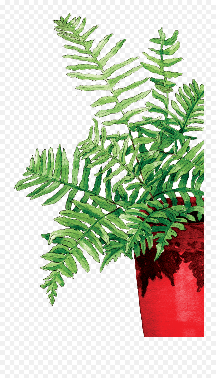 Download Fern In The Red Pot - Fern Full Size Png Image Fern,Fern Png