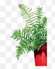Download Fern In The Red Pot - Fern Full Size Png Image Fern,Fern Png