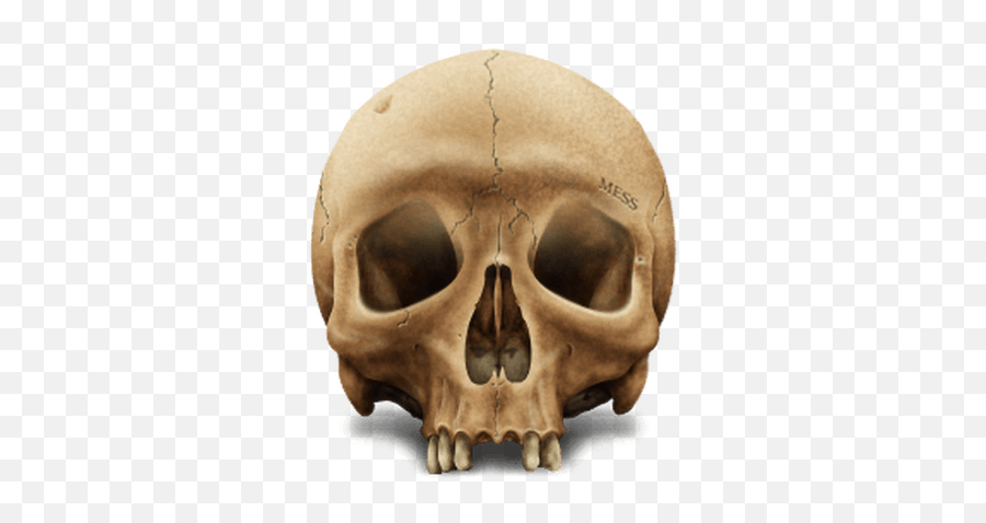 Skulls And Skeletons Transparent Png Images - Stickpng Skull Death Png Icon,Skeletons Png