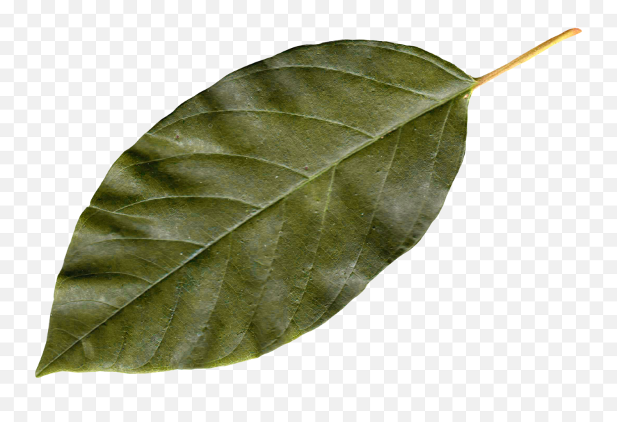 Download Autumn Leaves Png Image For Free - Bay Leaf Png,Autumn Leaves Png