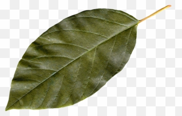 Download Autumn Leaves Png Image For Free - Bay Leaf Png,Autumn Leaves Png