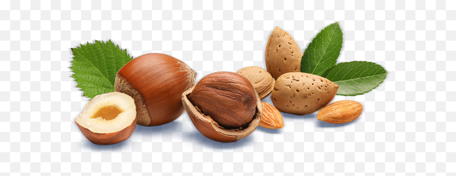 Hazelnut Almond - Macadamia Png,Hazelnut Png