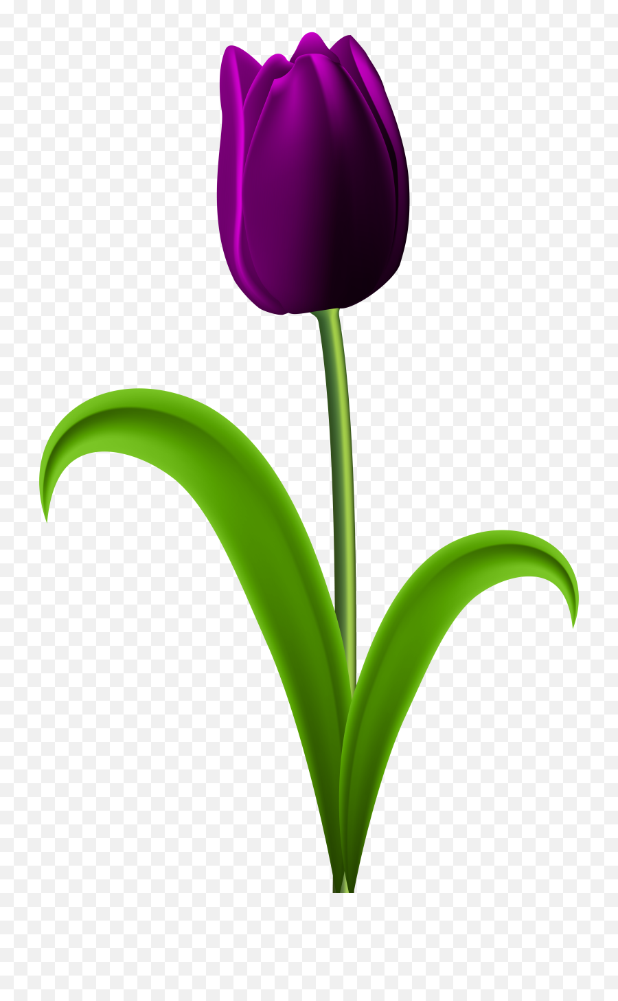 Dark Red Tulip Png Clipart - Purple Tulips Flowers Clipart,Tulip Png