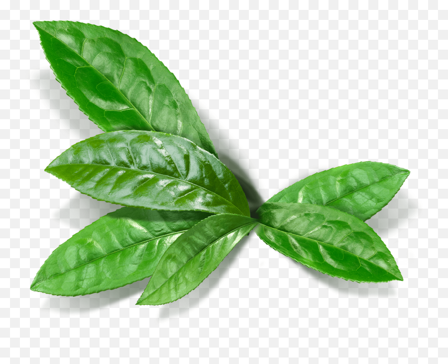 Superfood Matcha - Matcha Leaf Png,Tea Leaves Png