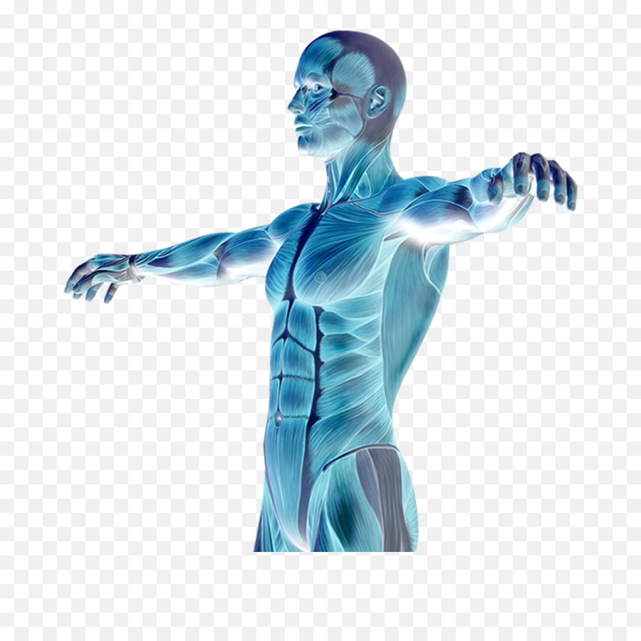 Download Muscle Degenerative Diseases - Muscles Of Human Body Png,Human Body Png