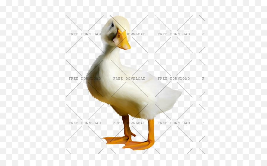 Duck Goose Swan Bird Png Image With