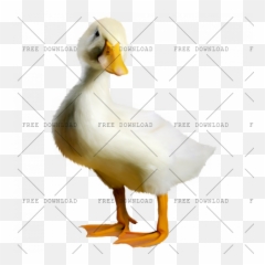 Duck Goose Swan Bird Png Image With