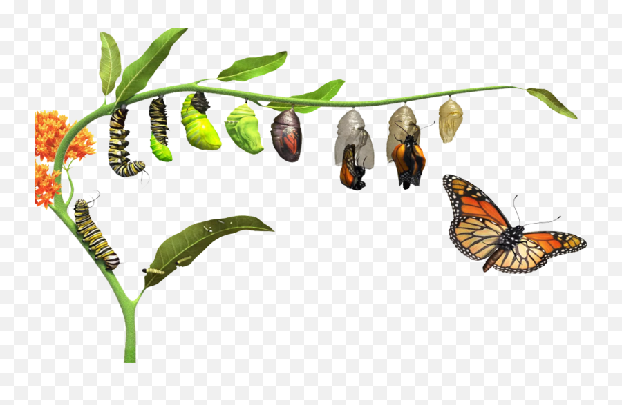 Download Hd Butterfly Life Cycle - Butterfly Life Cycle Png Evolution Of A Butterfly,Cycle Png