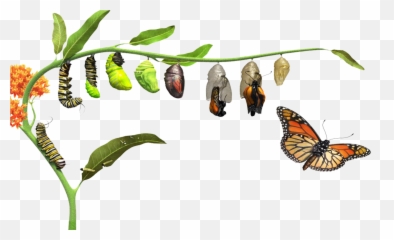 Download Hd Butterfly Life Cycle - Butterfly Life Cycle Png Evolution Of A Butterfly,Cycle Png