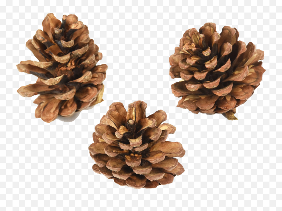 Download Pinecone Png Pic Transparent - Uokplrs Conifer Cone,Pine Cone Png