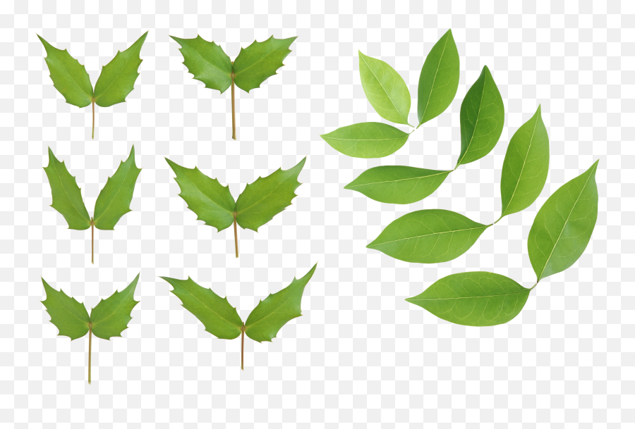 Green Leaves Png Image - Purepng Free Transparent Cc0 Png Png,Green Leaves Png