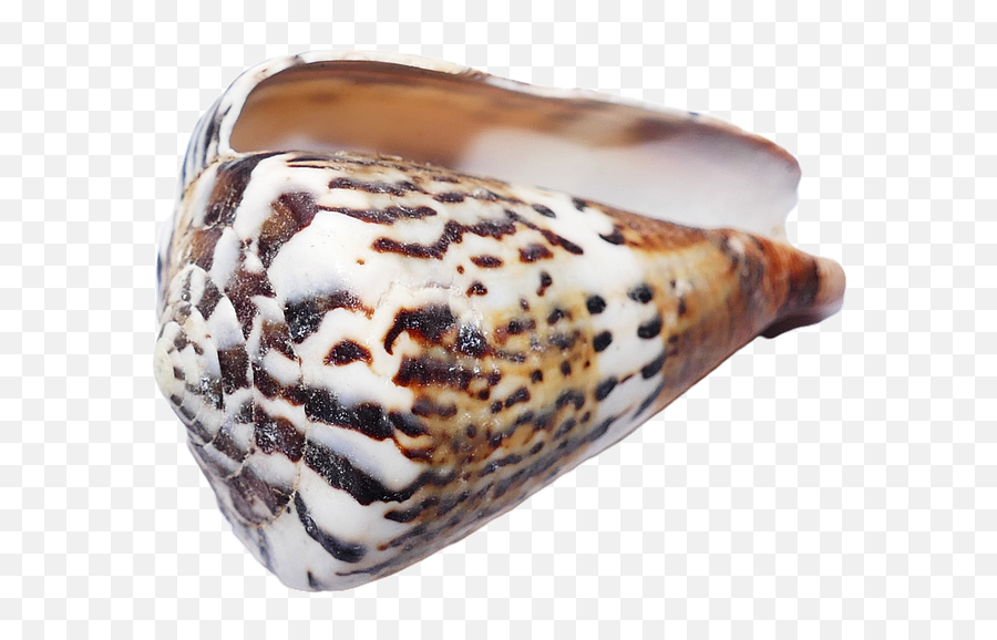 Seashell Shells Sea - Free Photo On Pixabay Seashell Png,Seashell Png