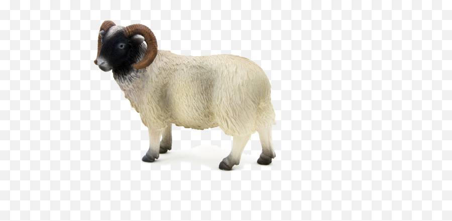Animal Planet Black Faced Sheep - Sheep Picture Of Ram Png,Ram Png