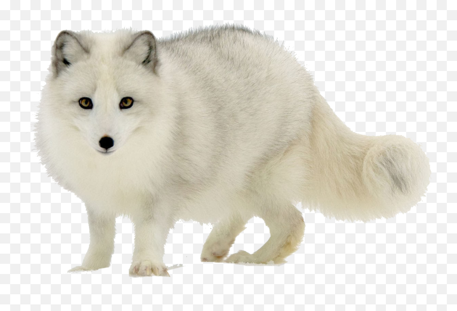Arctic Fox Png Transparent Image - White Fox On White Background,Arctic Fox Png