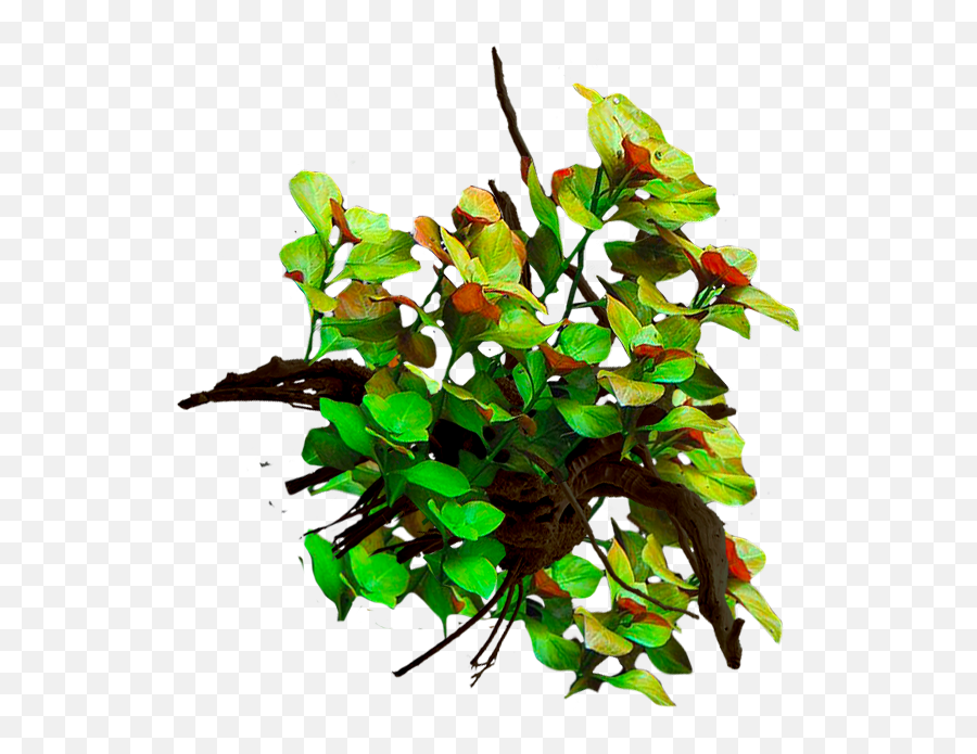 Underwater Plants Png - Live Planted Twig 2258703 Vippng Twig,Twig Png