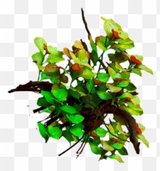 Underwater Plants Png - Live Planted Twig 2258703 Vippng
