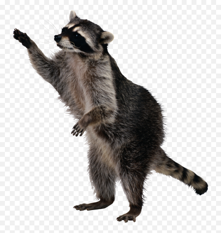 Png Background - Raccoon Png,Raccoon Transparent Background