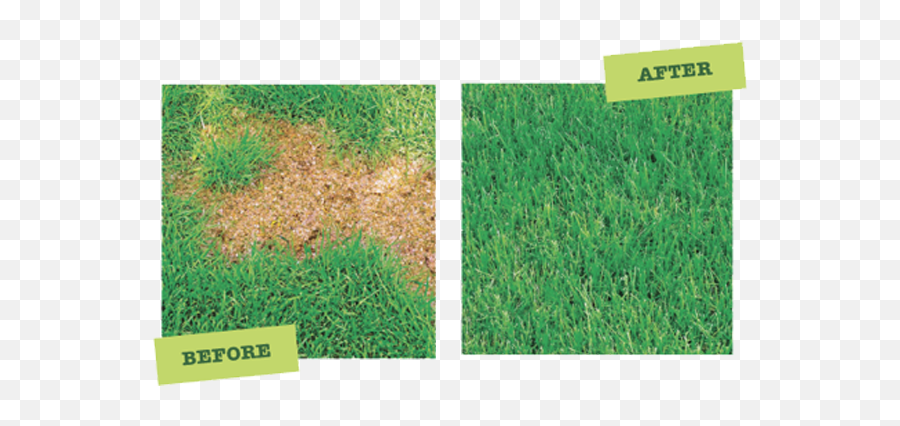 Download How To Fix U201cburnu201d Spots - Does Dog Urine Make Grass Greener Png,Spots Png