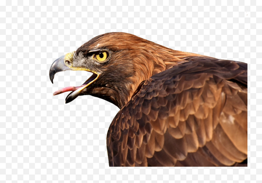 Fullscreen Page - Raptor Eagle Logo Hd Png,Eagle Flying Png