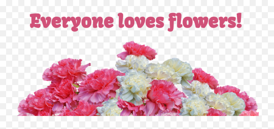 Valentineu0027s Day Carnation Sale Benefiting The Travel Club - Carnation Flowers For Valentines Day Png,Carnation Png