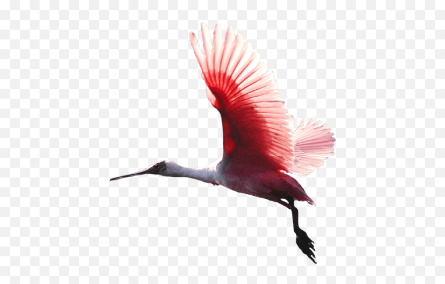 Download Free Png Birds Images Transparent - Red Bird Colorful Bird Flying Png,Fly Transparent Background