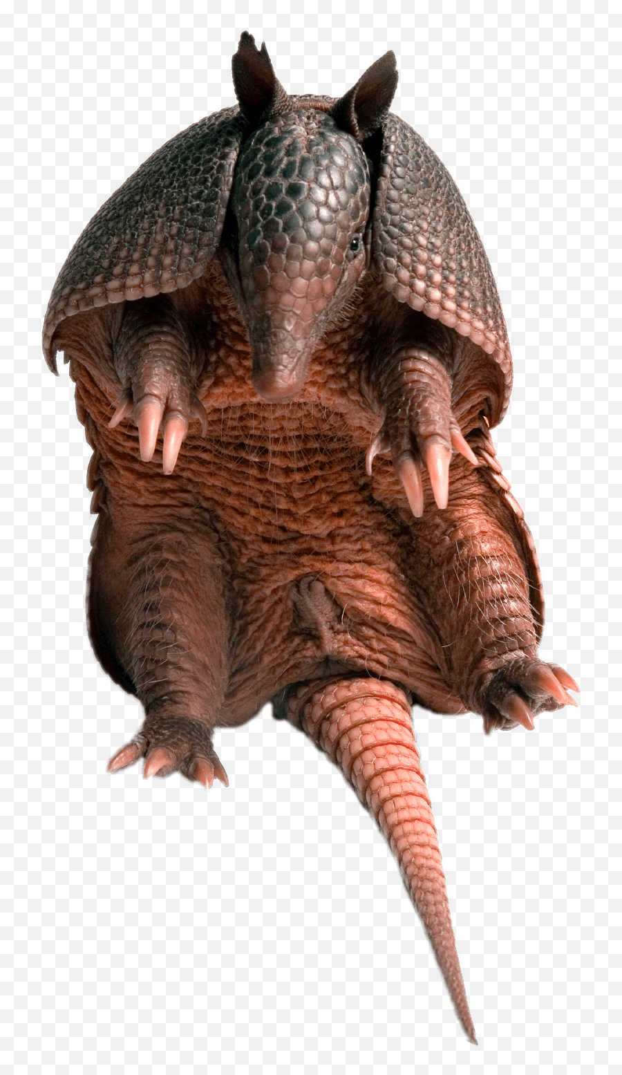 Armadillo Sitting Transparent Png - Vagina De Un Armadillo,Armadillo Png